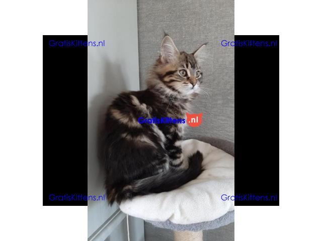 schattingen main coon kittens