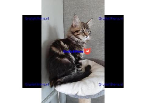 schattingen main coon kittens