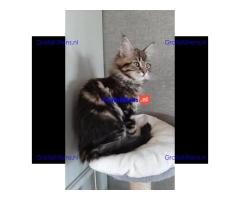 schattingen main coon kittens