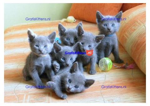 Russian Blue Kittens voor goede huizen, zowel mannen als vrouwen, stuur me een e-mail