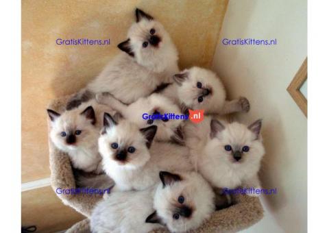 Kwaliteit Ragdoll-kittens voor herplaatsing