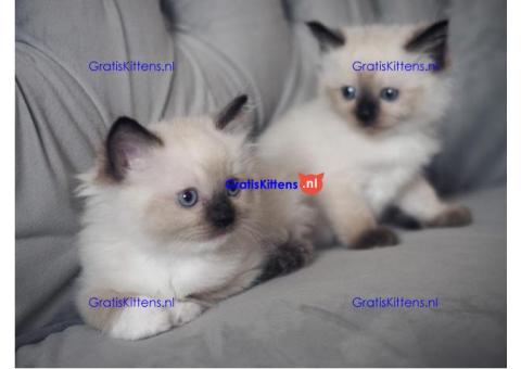 Kwaliteit Ragdoll-kittens