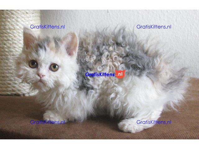 Tica Selkirk rex Kittens nu beschikbaar voor adoptie