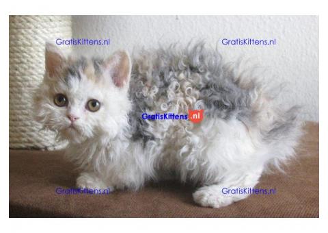 Tica Selkirk rex Kittens nu beschikbaar voor adoptie