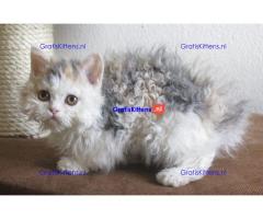 Tica Selkirk rex Kittens nu beschikbaar voor adoptie