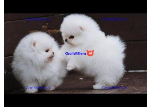 Schattige stamboom Pommeren-puppy's