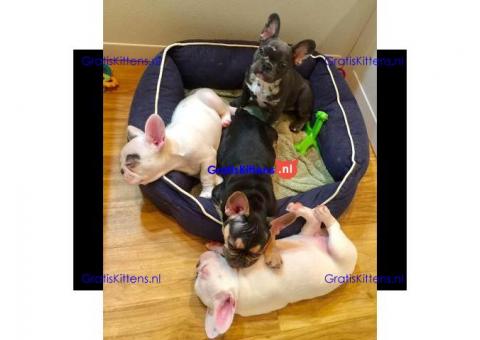 blauwbloed franse bulldog pups beschikbaar