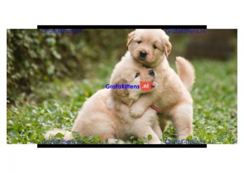Golden Retriever-puppy's