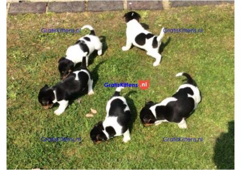 Prachtige Jack Russel-puppy's