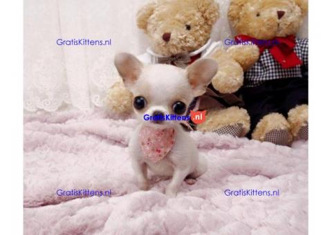 Rasechte Chihuahua-puppy's