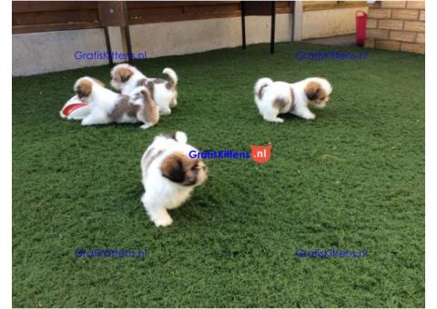 Prachtige stamboom shih tzu-pups voor liefdevolle huizen