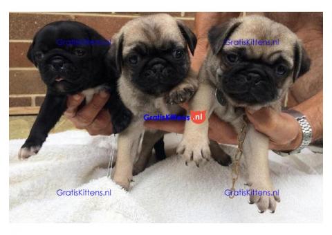 Mops-puppy's nu klaar