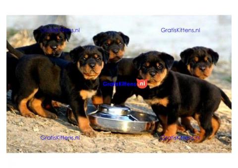 Top Kc Register Rottweiler-puppy's
