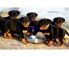 Top Kc Register Rottweiler-puppy's