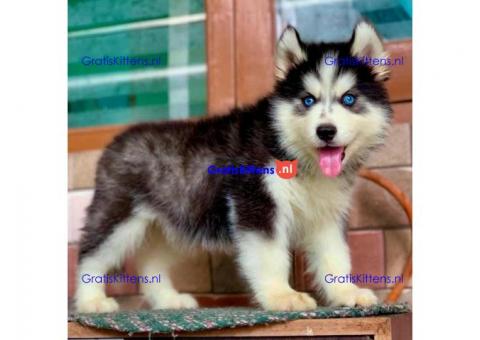 Siberische husky-puppy's met blauwe ogen