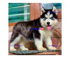 Siberische husky-puppy's met blauwe ogen