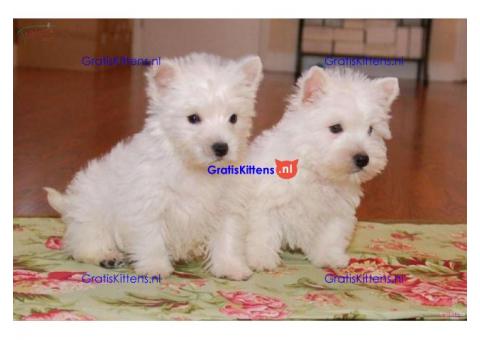 Vrouwelijke en mannelijke West Highland-puppy's