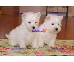 Vrouwelijke en mannelijke West Highland-puppy's