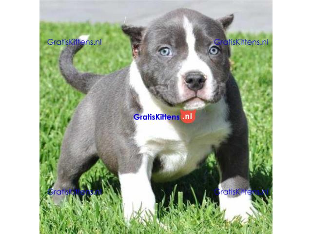 Charmante Amerikaanse Pit Bull Terrier-puppy's