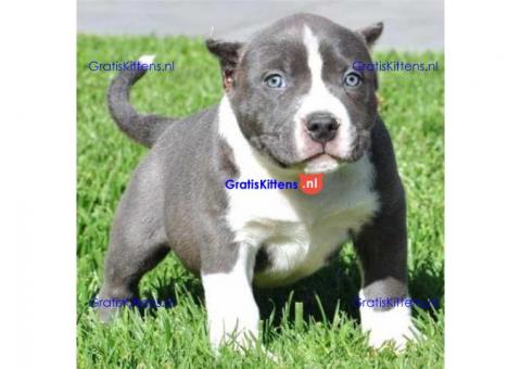 Charmante Amerikaanse Pit Bull Terrier-puppy's