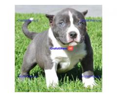 Charmante Amerikaanse Pit Bull Terrier-puppy's