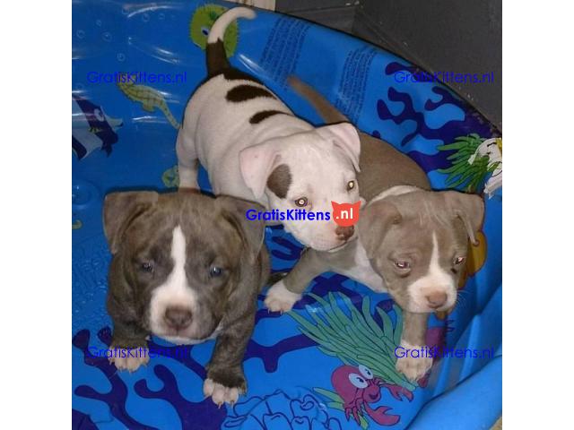 Charmante Amerikaanse Pit Bull Terrier-puppy's