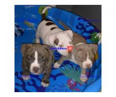 Charmante Amerikaanse Pit Bull Terrier-puppy's