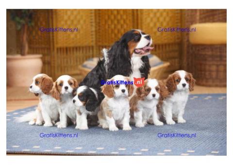 Prachtige Cavalier King Charles-puppy's