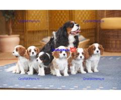 Prachtige Cavalier King Charles-puppy's