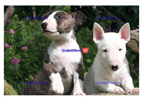mannelijke en vrouwelijke Bull terrier-puppy's voor adoptie