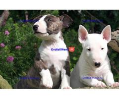 mannelijke en vrouwelijke Bull terrier-puppy's voor adoptie