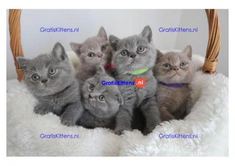 Goed opgeleide schattige Britse korthaar kittens.