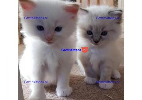 Lieve Ragdoll kittens te koop