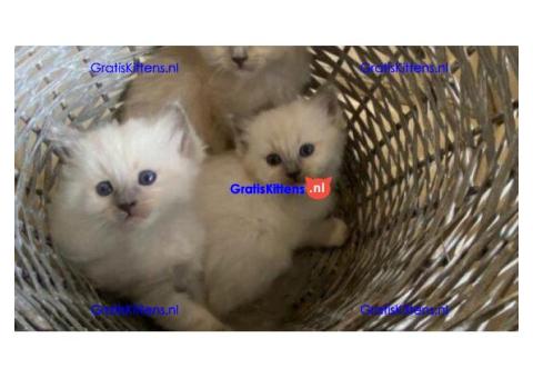 Prachtige bleu point ragdoll kittens