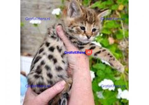 Serval, caracal, savanne kitten