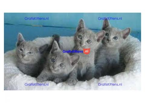 Mooie volbloed Russische blauwe kittens