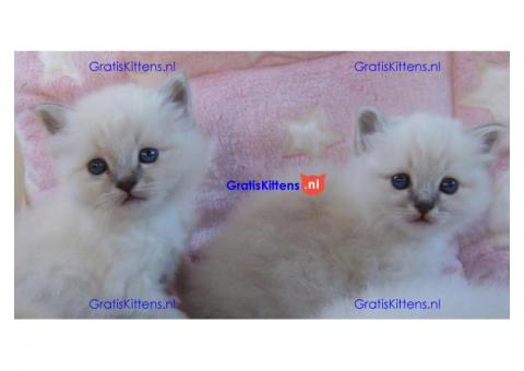 Heerlijke Ragdoll Kittens