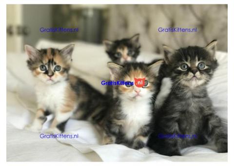 Charmante Maine Coons-kittens voor een goed huis