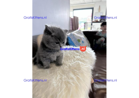 Britse korthaar kittens