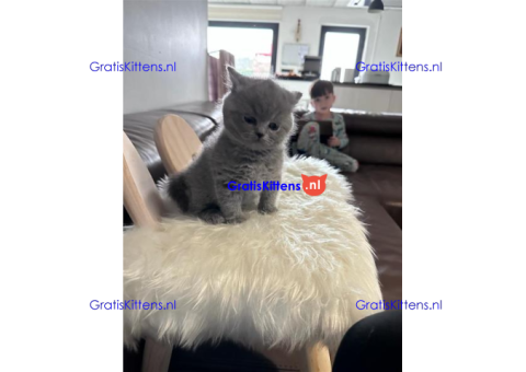 Britse korthaar kittens