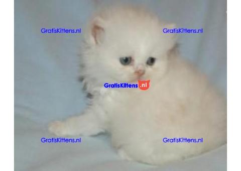 Raszuivere ragdoll kittens bleu en red point