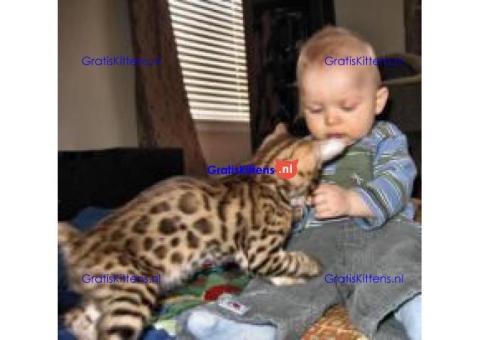 TICA geregistreerde Bengaalse kittens beschikbaar