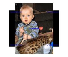 TICA geregistreerde Bengaalse kittens beschikbaar