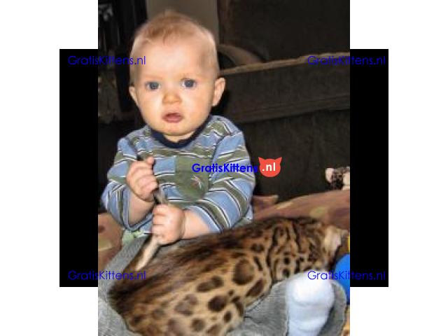 TICA geregistreerde Bengaalse kittens beschikbaar