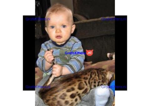 TICA geregistreerde Bengaalse kittens beschikbaar