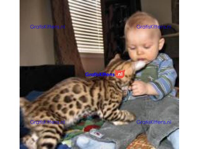 TICA geregistreerde Bengaalse kittens beschikbaar