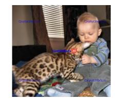 TICA geregistreerde Bengaalse kittens beschikbaar