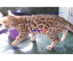 TICA geregistreerde Bengaalse kittens beschikbaar