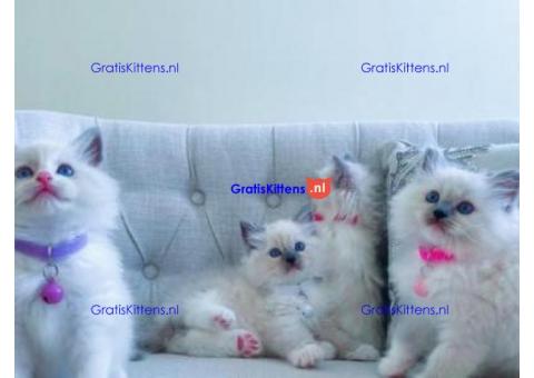 We hebben Ragdoll-kittens te koop