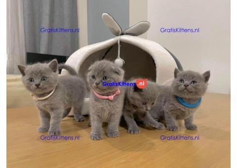 Goed opgeleide schattige Britse korthaar kittens.